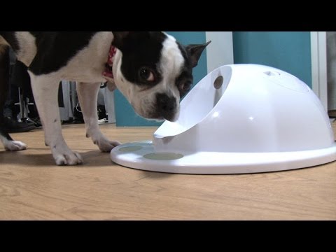 CleverPet is a game console for your four-legged friend